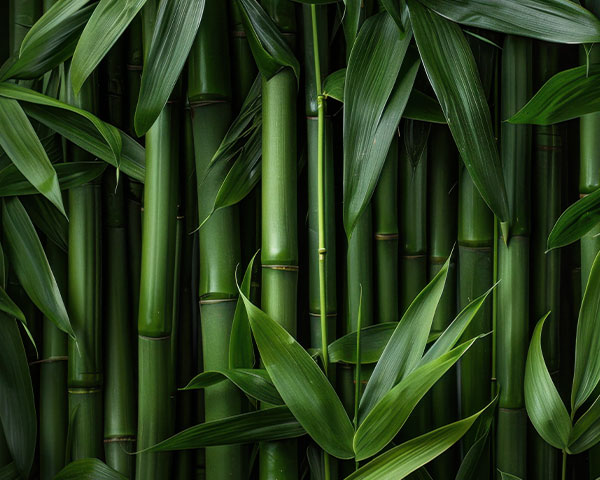 bambus