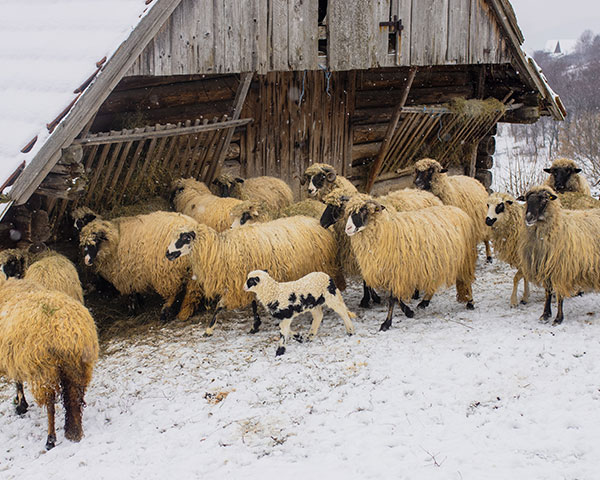 bavarska ovčja volna
